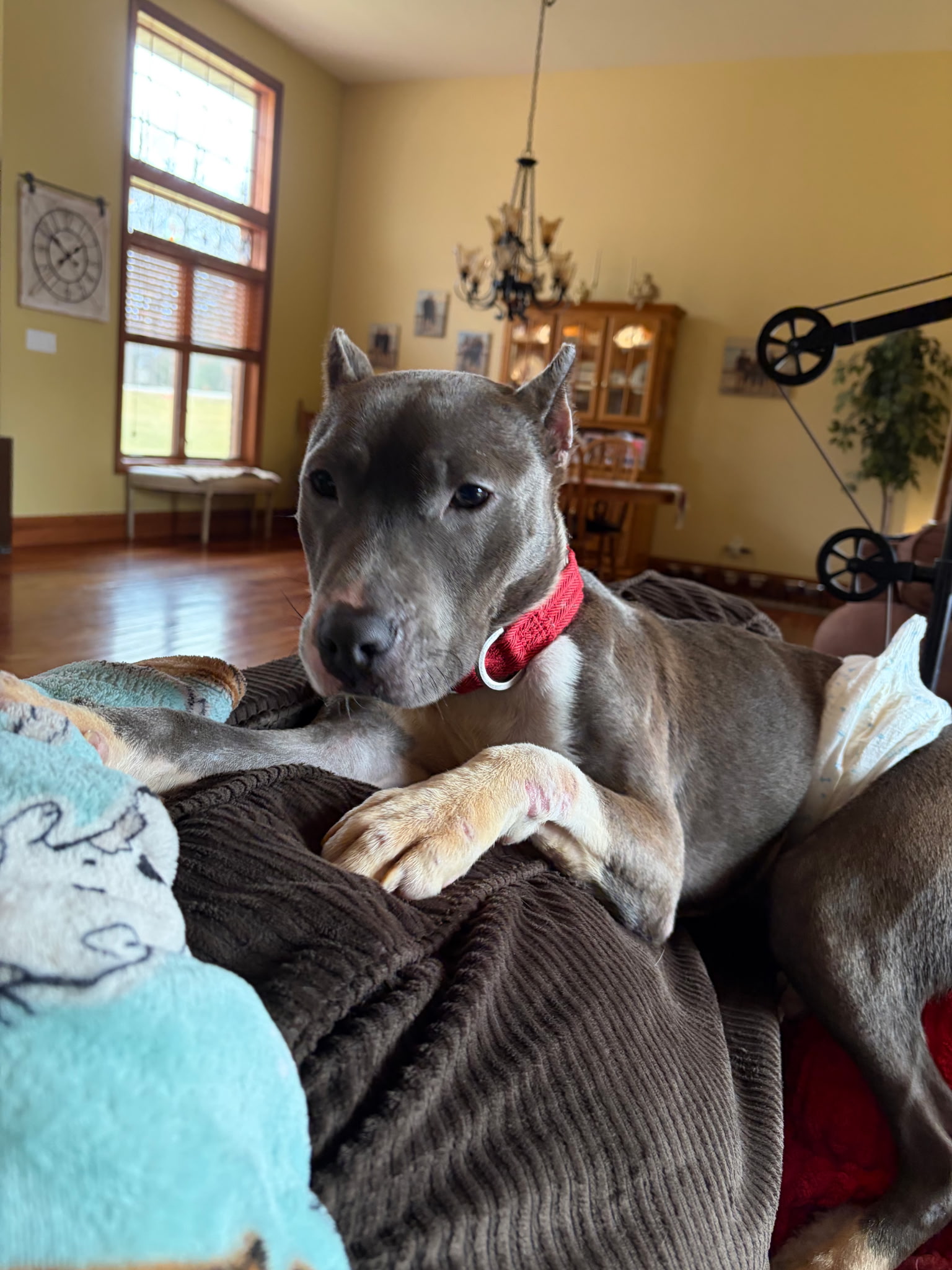 AMERICAN PIT BULL TERRIER