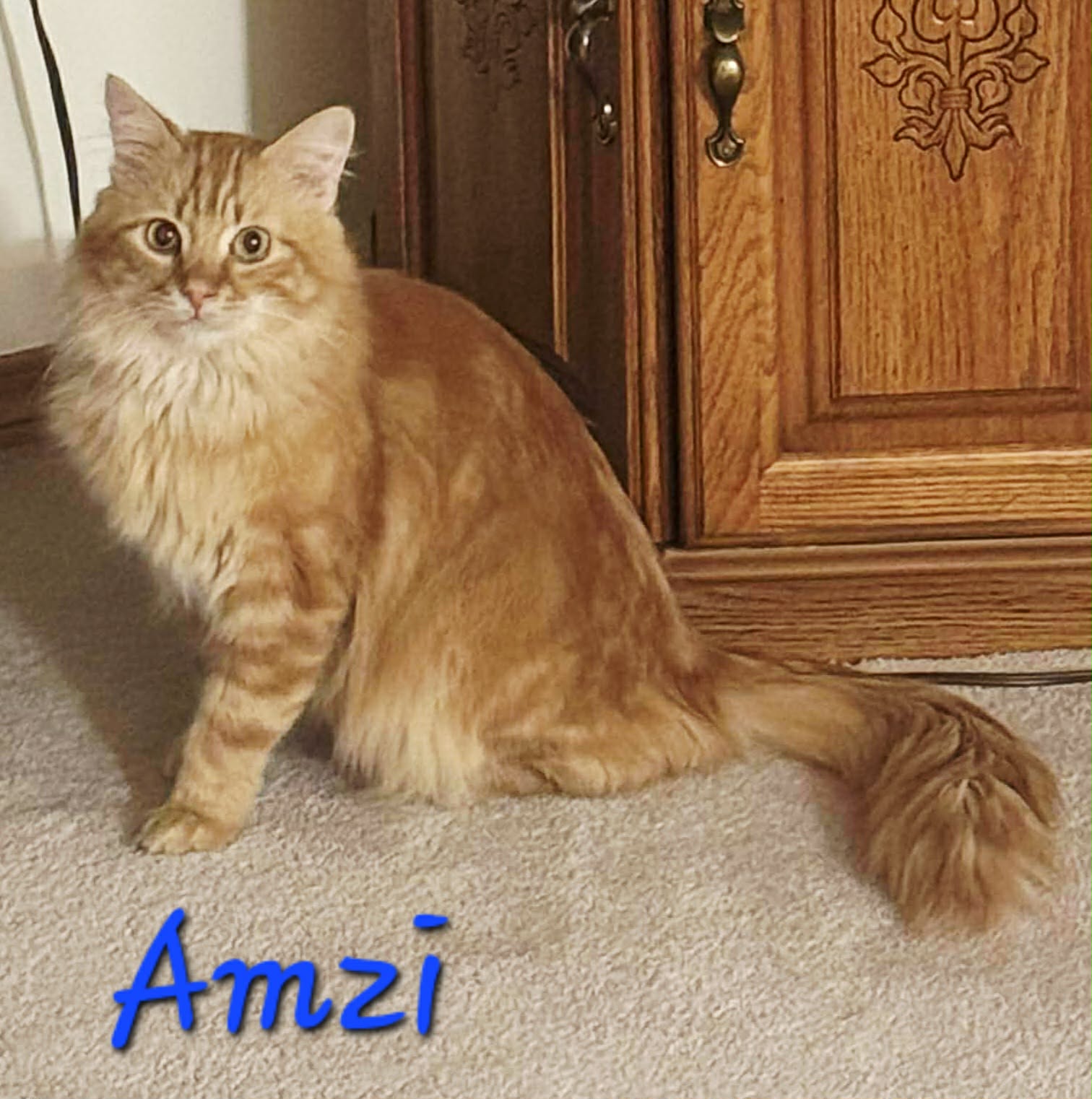 Amzi 