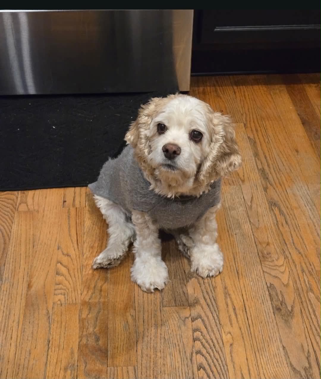Daisy, photo 3
