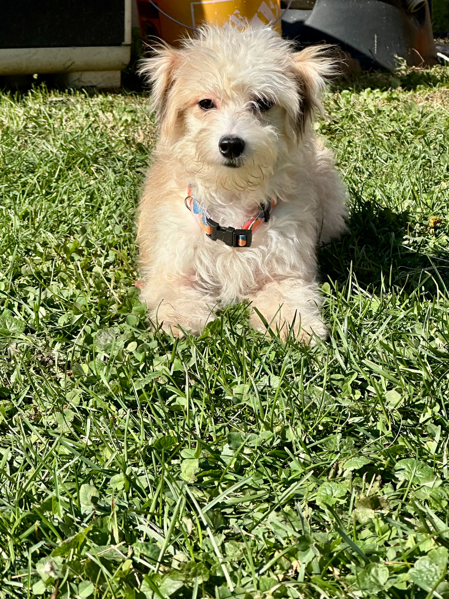 MINIATURE AUSTRIALIAN SHEPHERD, BICHON FRISE