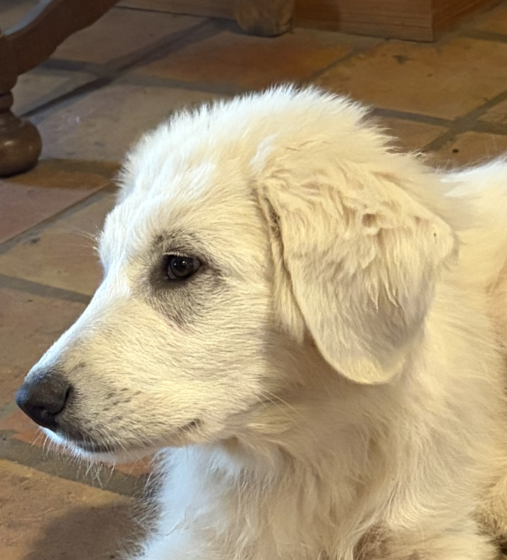 Adopt Theodore - Male Great Pyrenees in Austin, TX | Texas Great ...