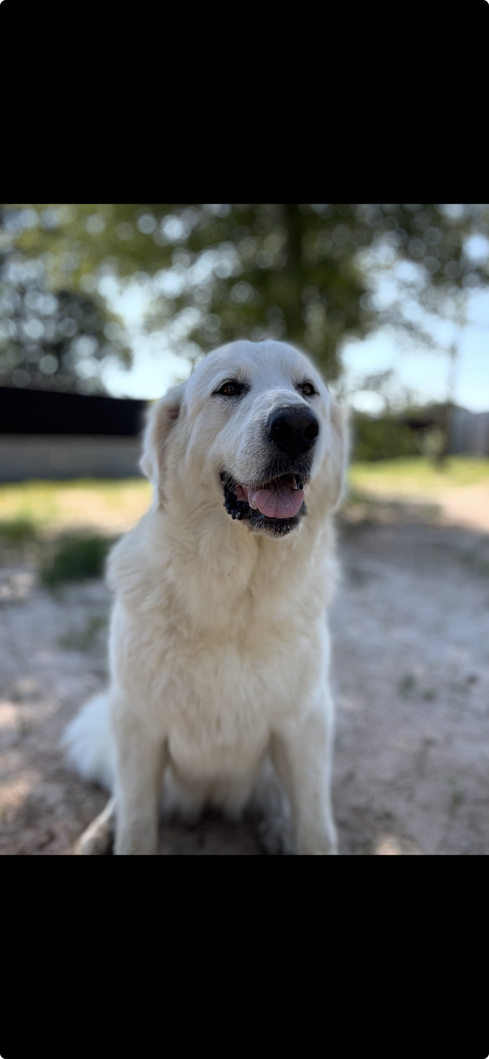 Bessie