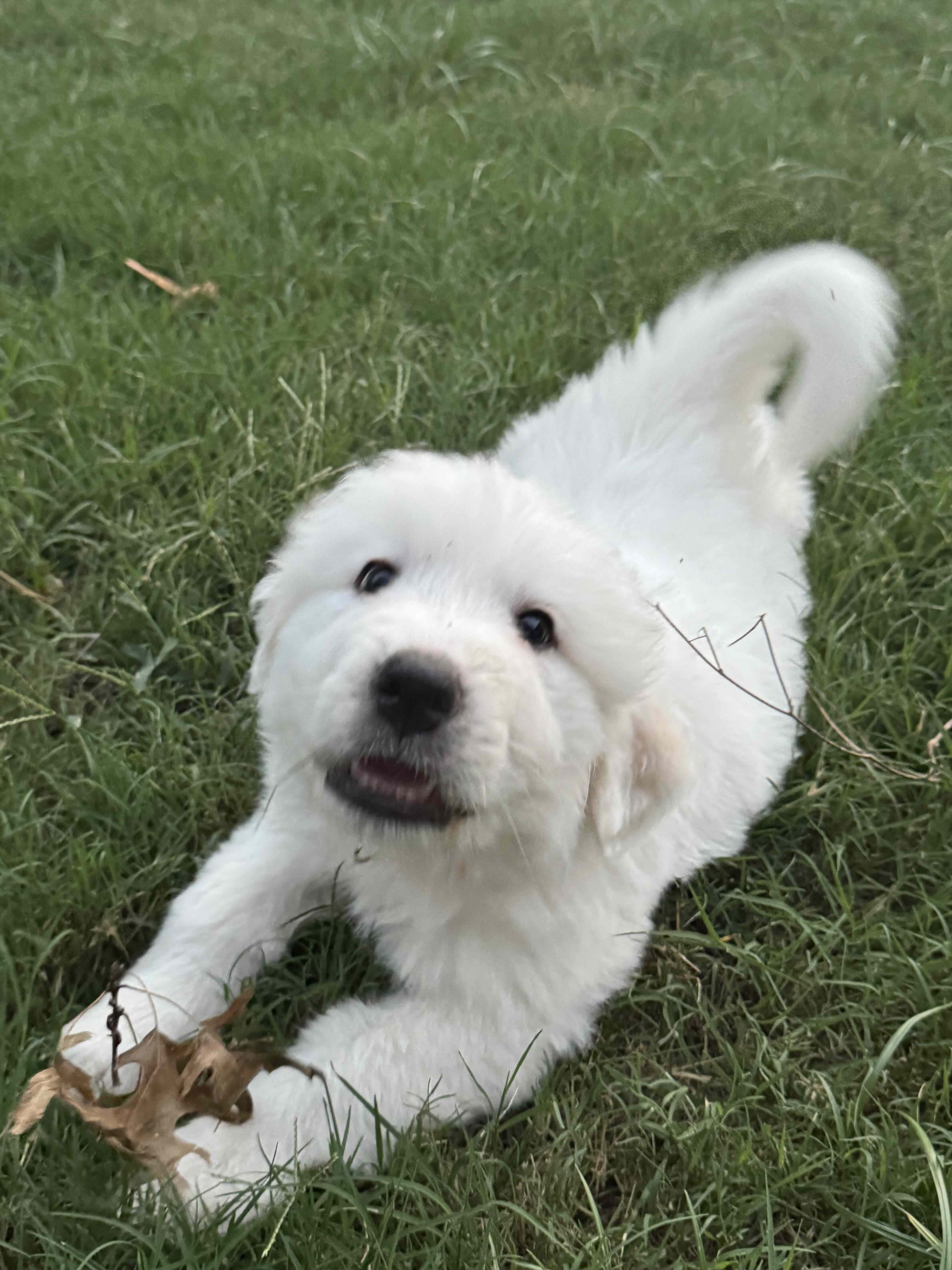 Koa FKA Stuart of the Big Bang Theory Litter