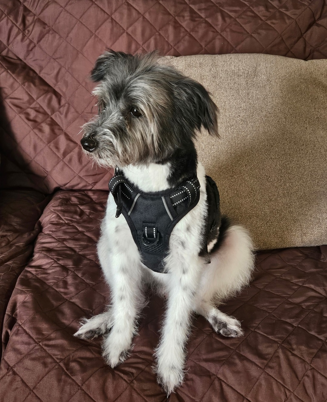 WEST HIGHLAND WHITE TERRIER, CAIRN TERRIER