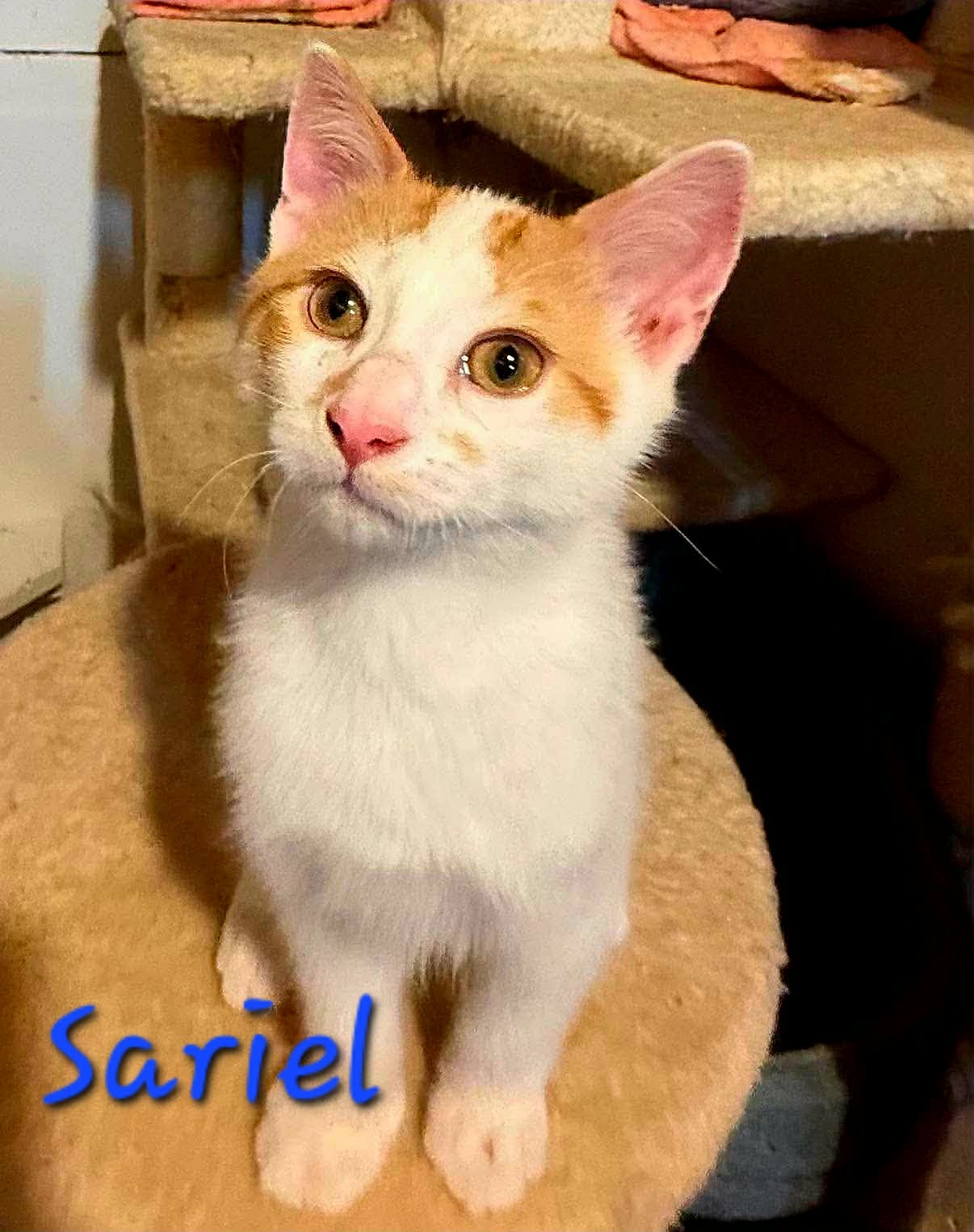 Sariel 