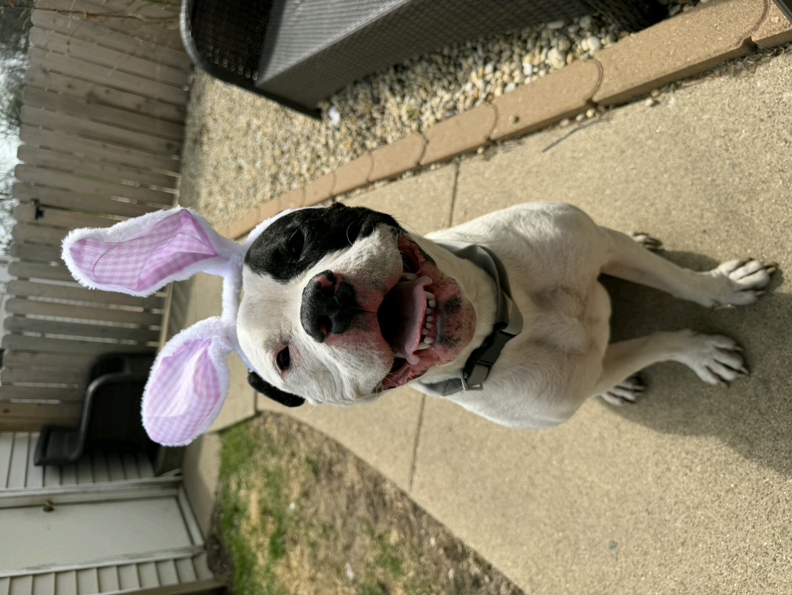 AMERICAN BULLDOG