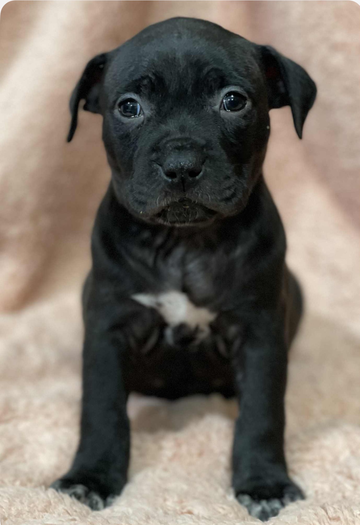 AMERICAN PIT BULL TERRIER