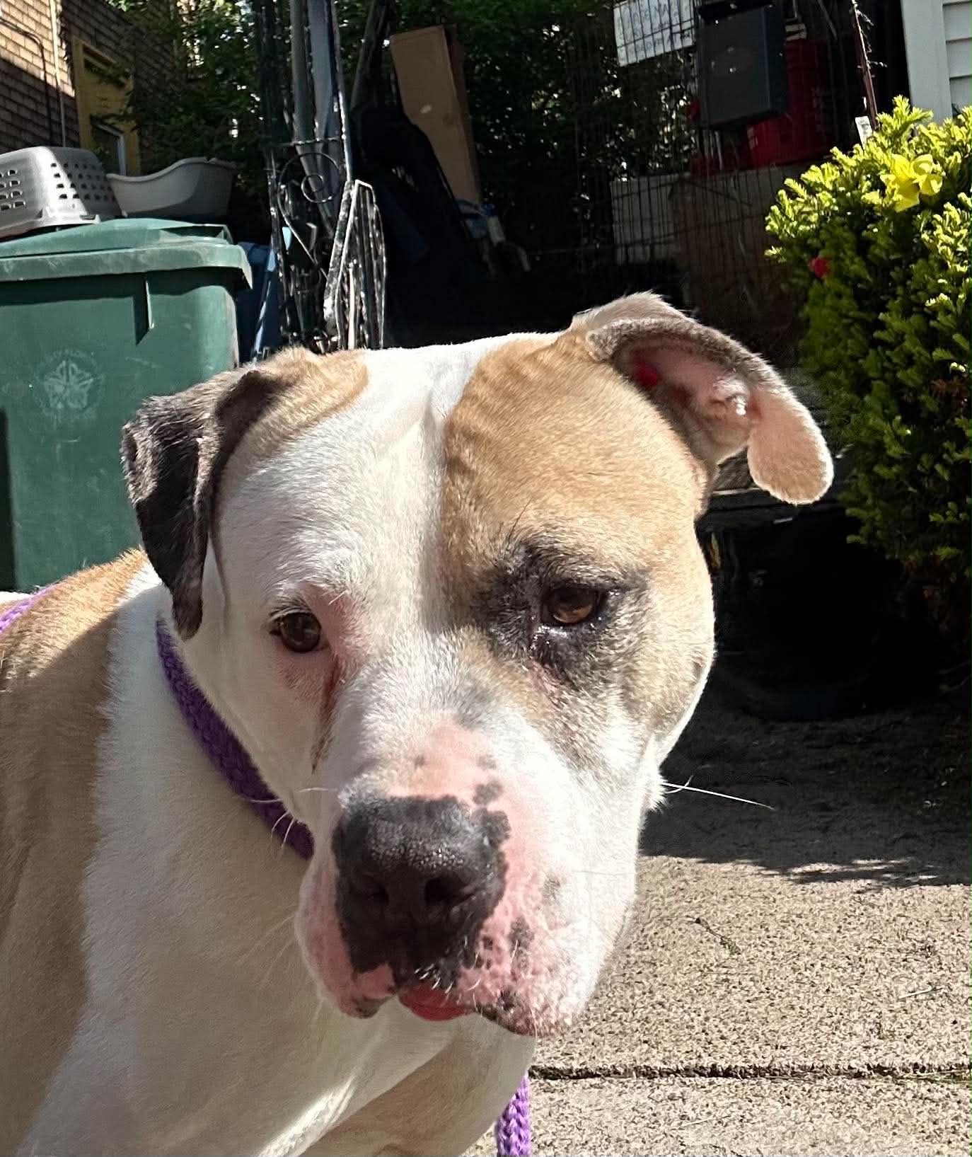 Enoch: Adopt or Forever Foster