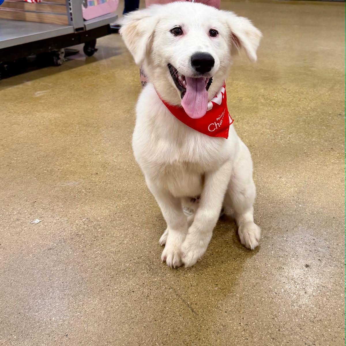 GREAT PYRENEES