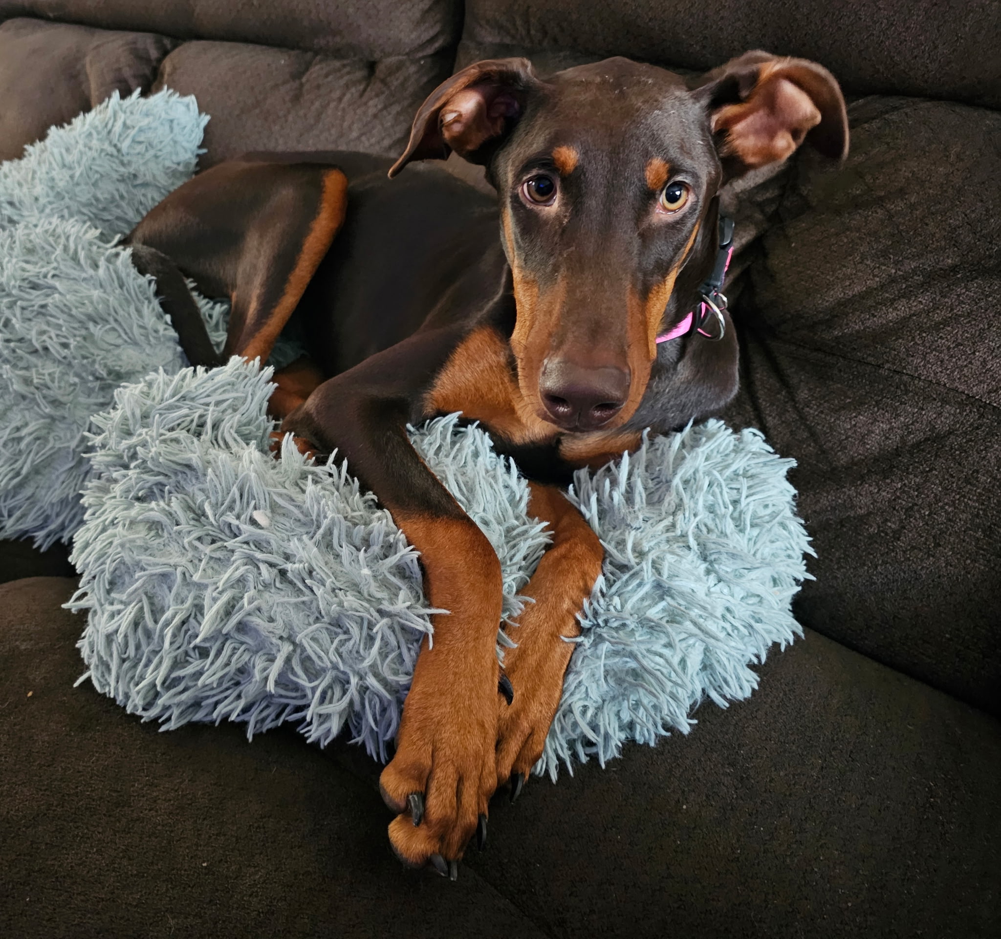 DOBERMAN PINSCHER