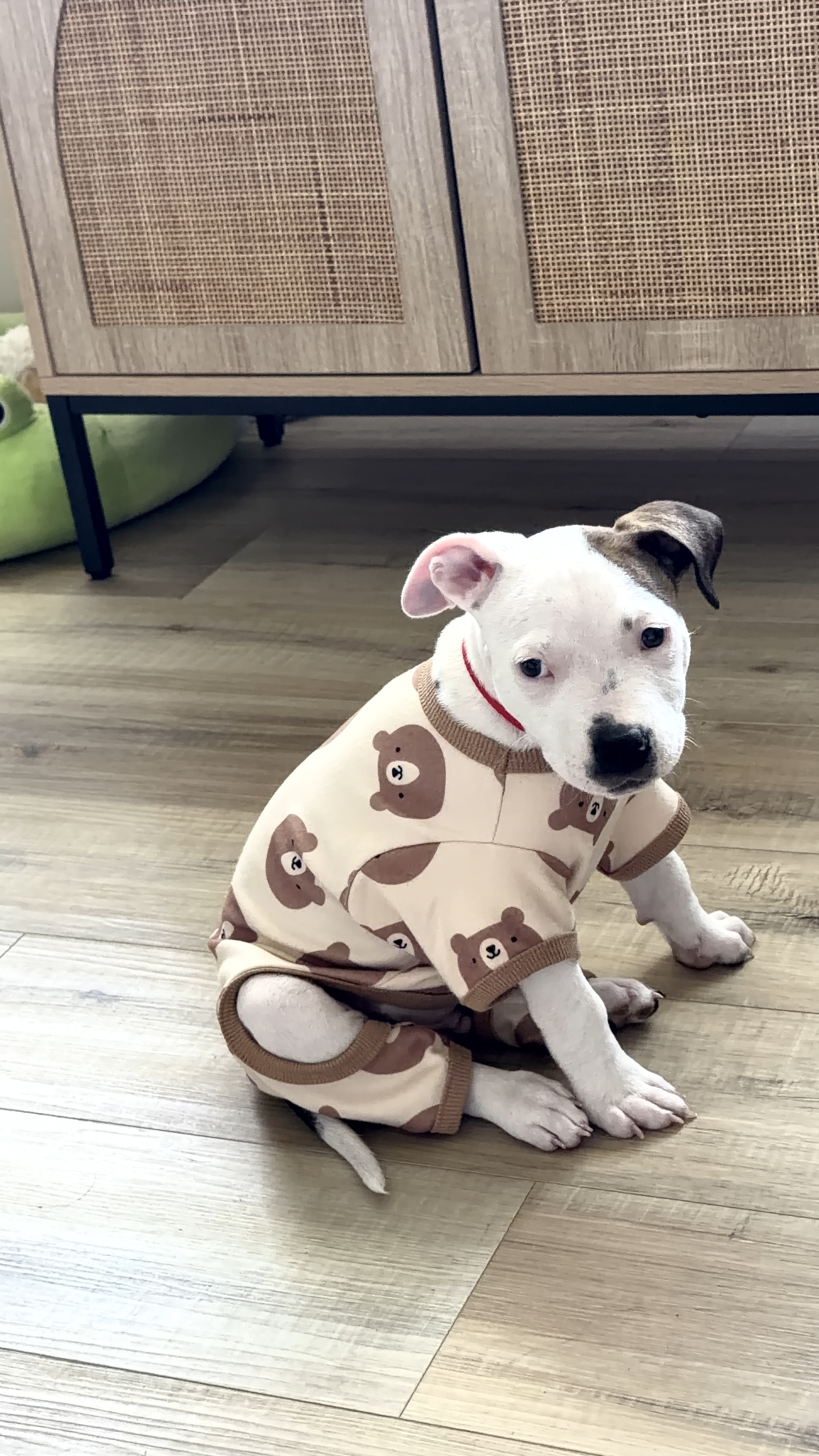 AMERICAN PIT BULL TERRIER
