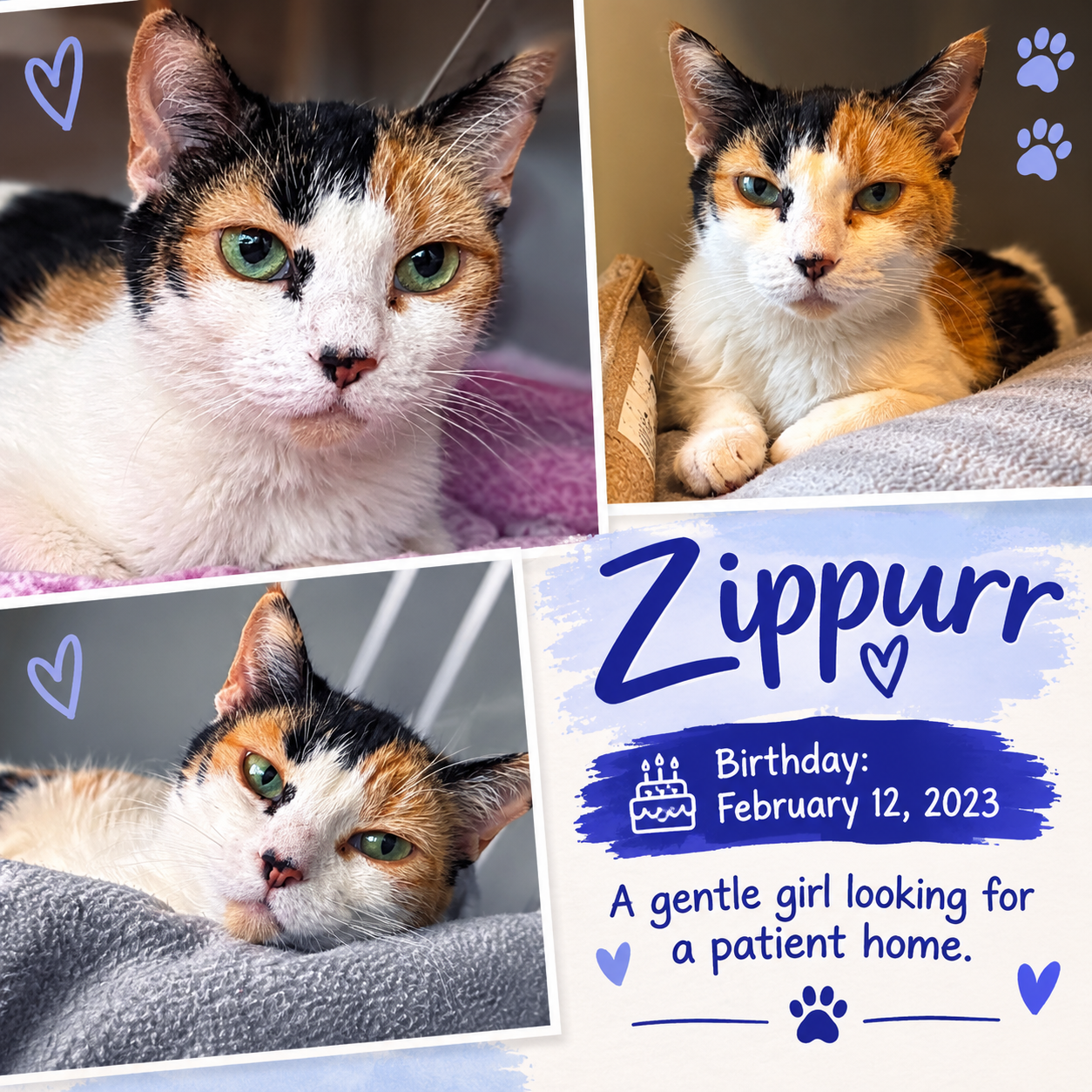 Zippurr