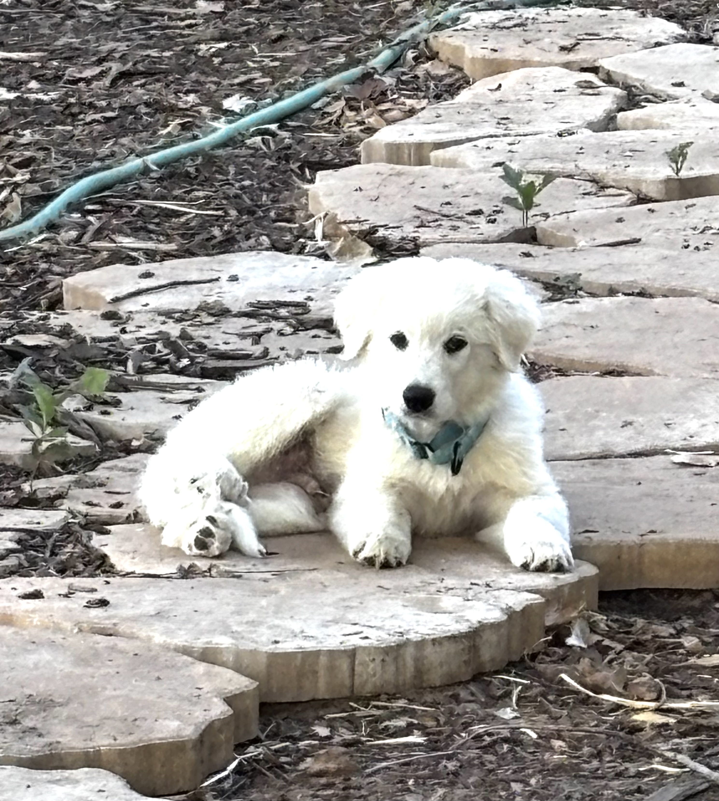 Dracula Dos FKA Cotton Cuddles DfW