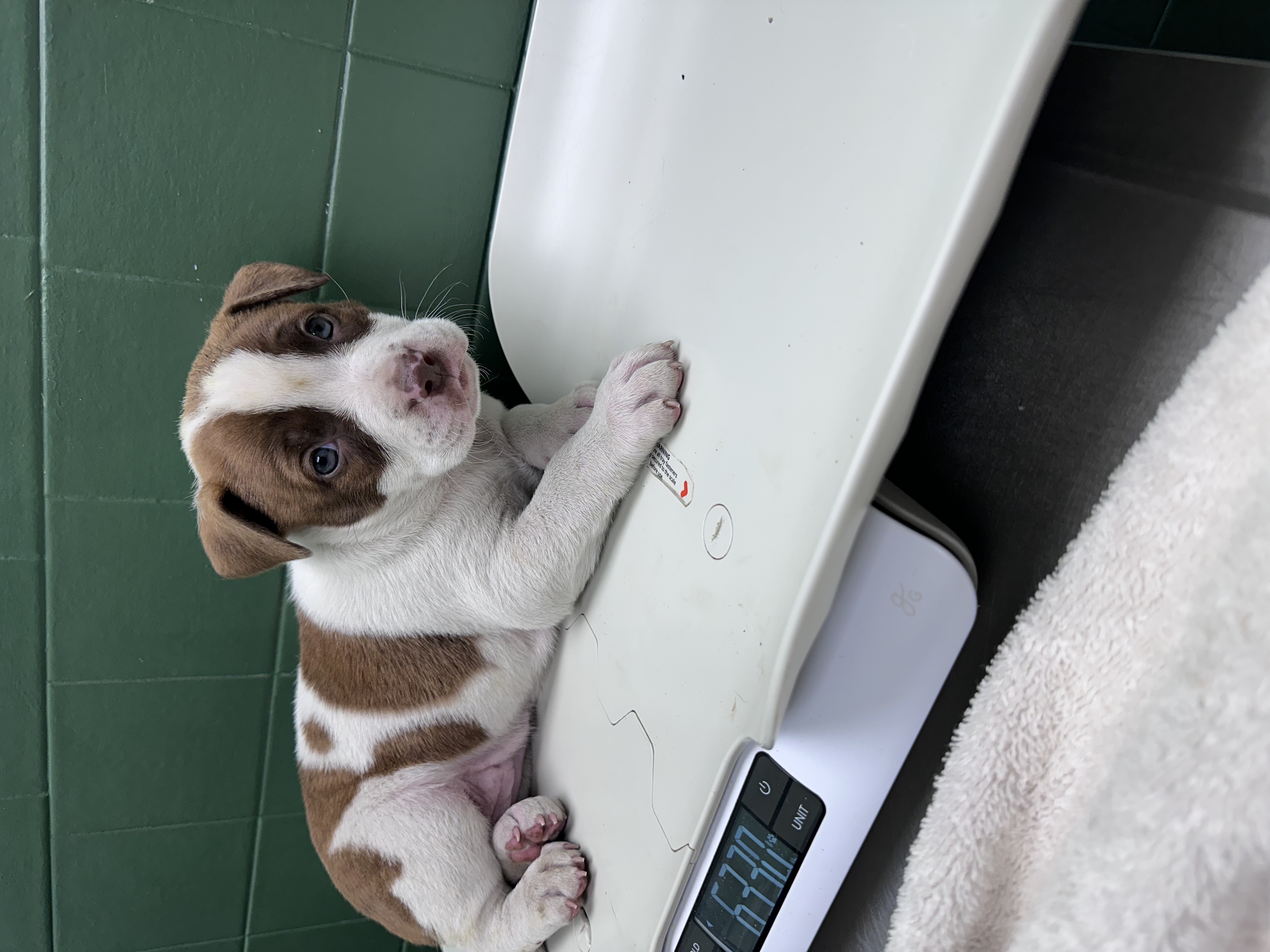 AMERICAN PIT BULL TERRIER