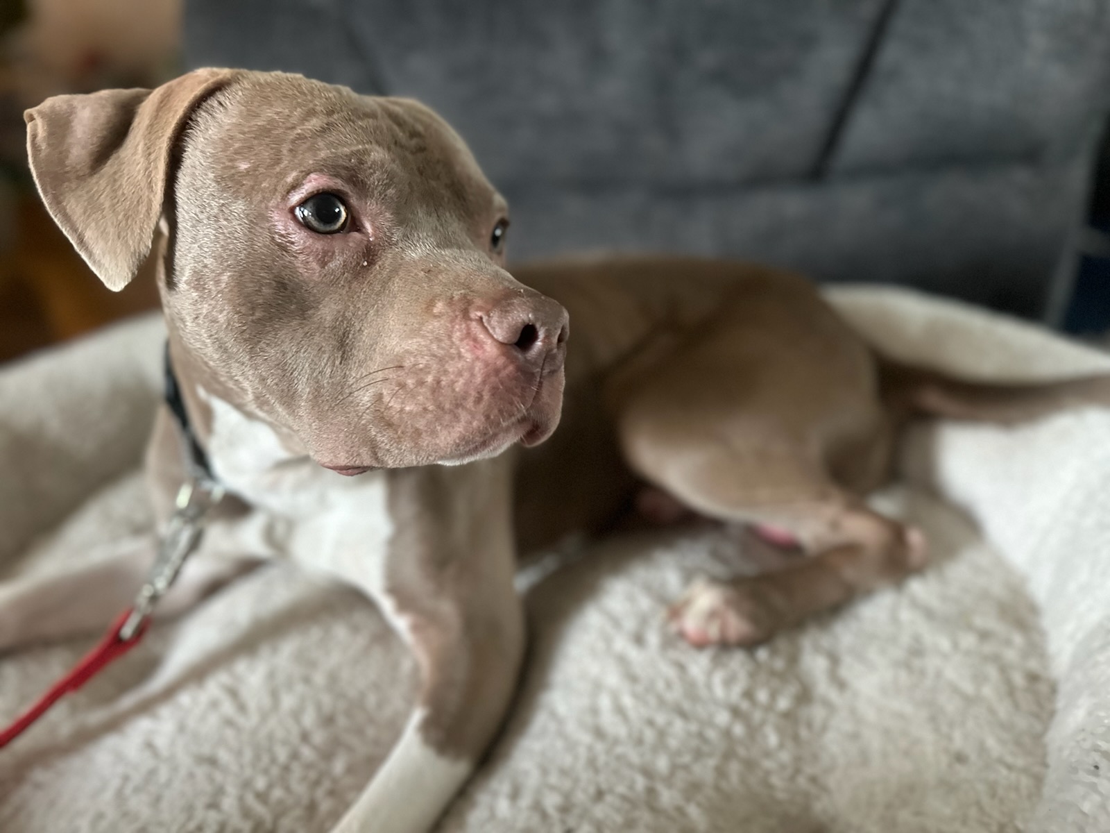 AMERICAN STAFFORDSHIRE TERRIER