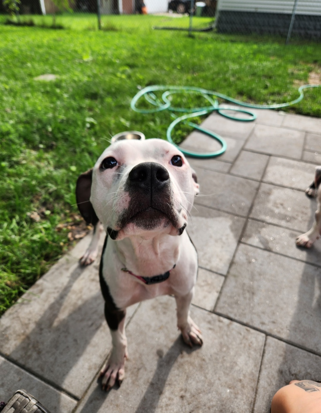 AMERICAN PIT BULL TERRIER