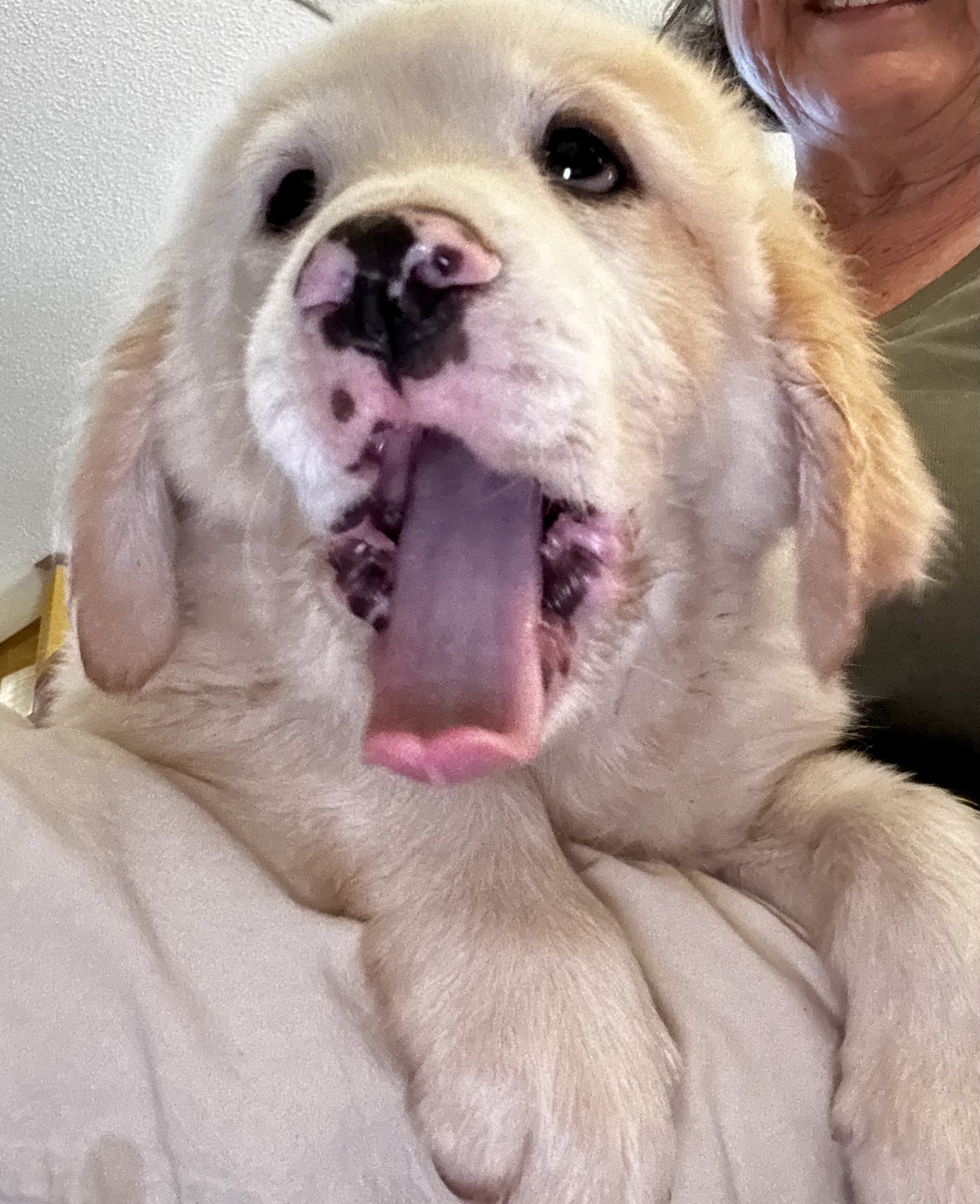 Penelope Pennie