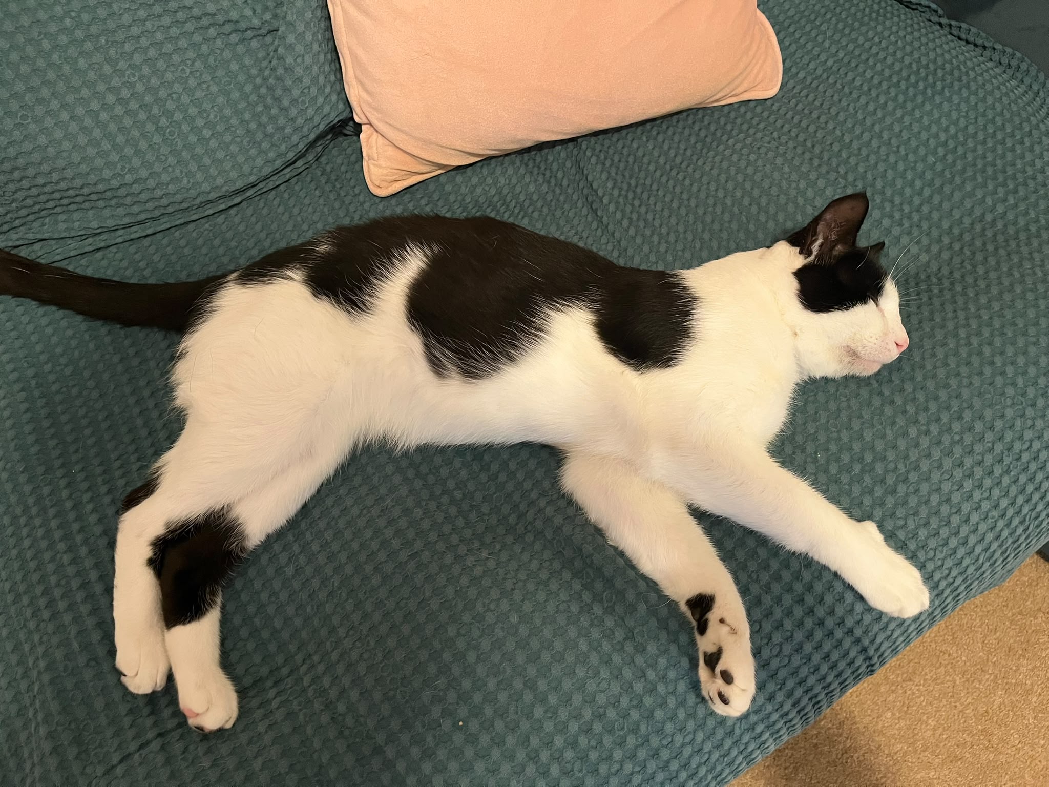 Milo