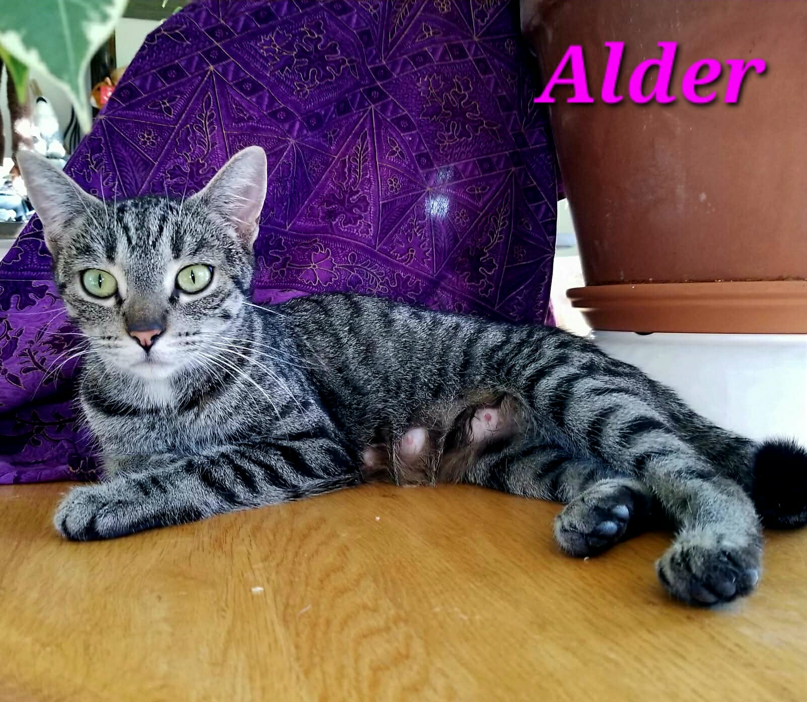 Alder
