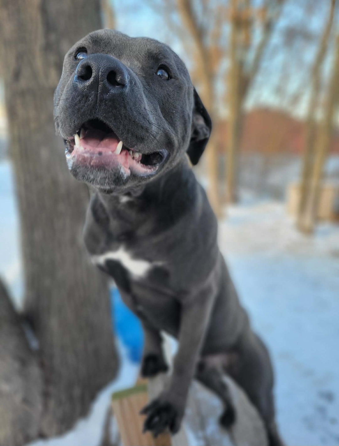 AMERICAN PIT BULL TERRIER