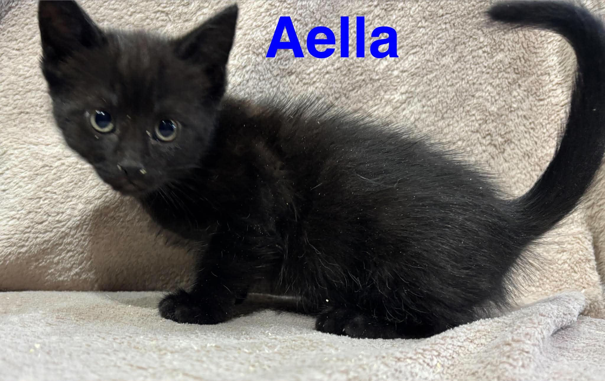  Aella - (mom Breeze)