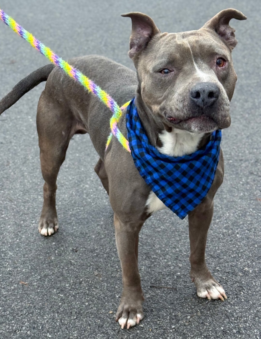 AMERICAN PIT BULL TERRIER