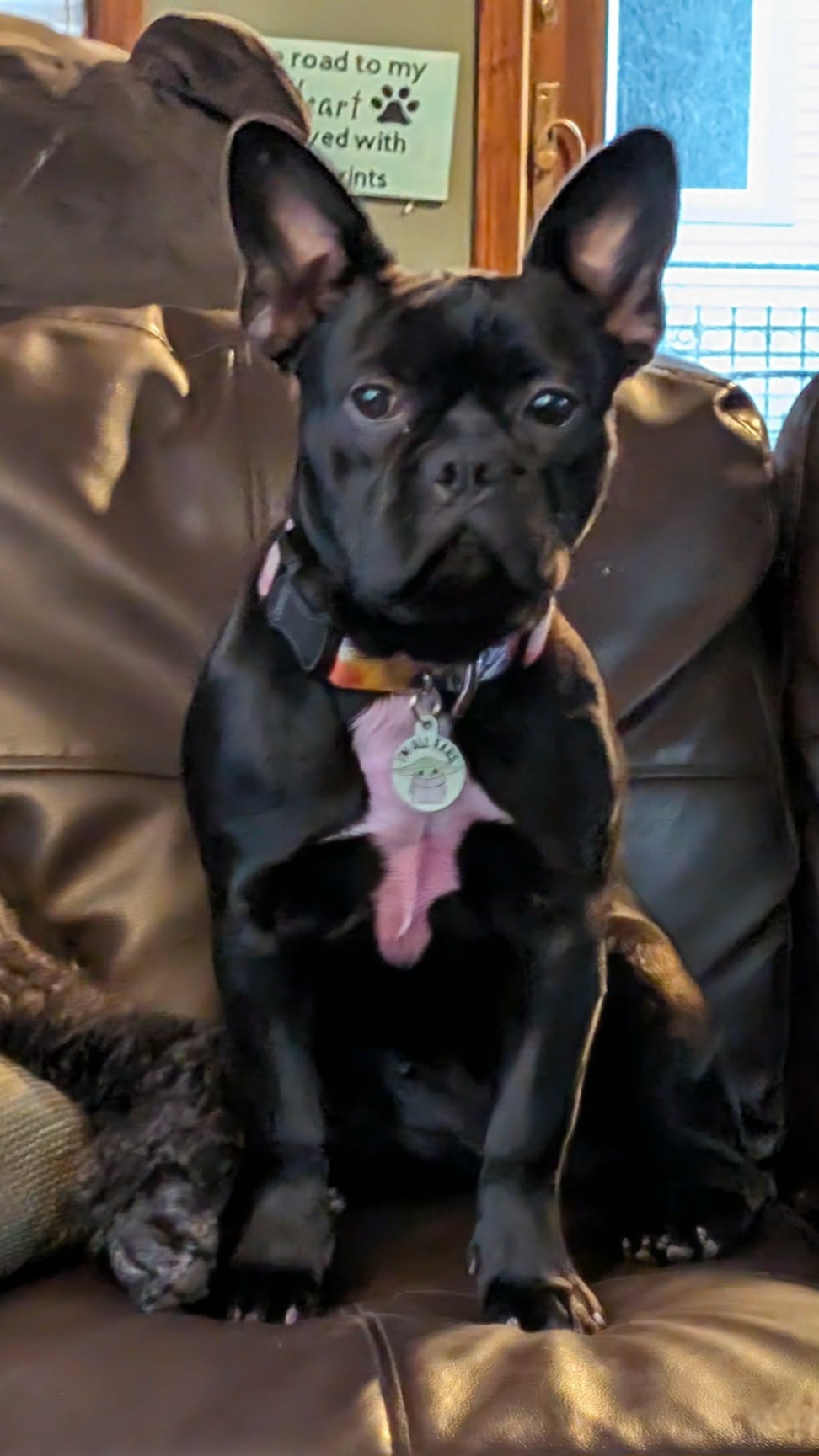 FRENCH BULLDOG, BOSTON TERRIER