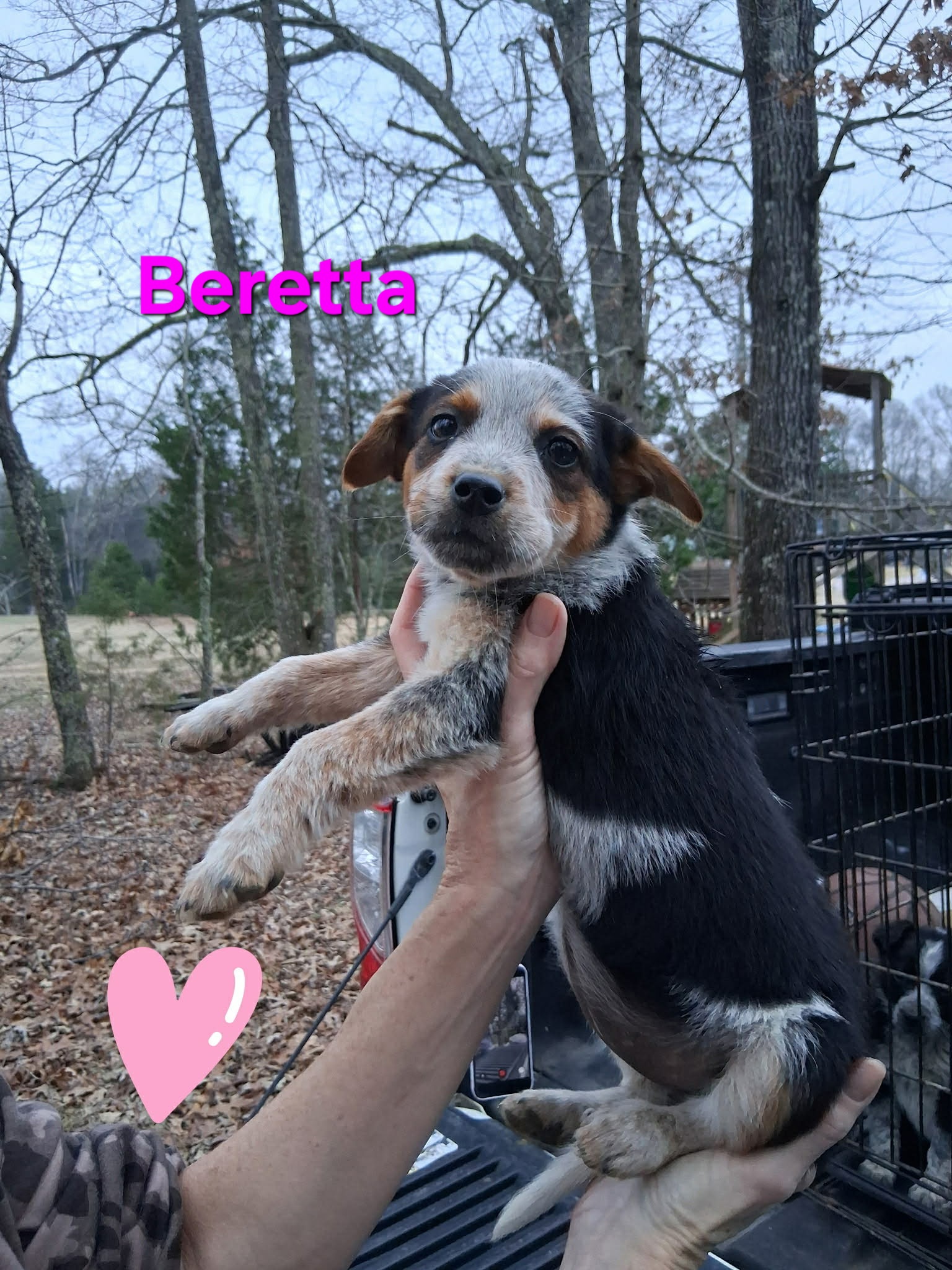 AUSTRALIAN CATTLE DOG