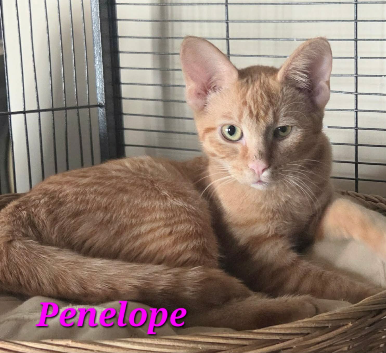 Penelope