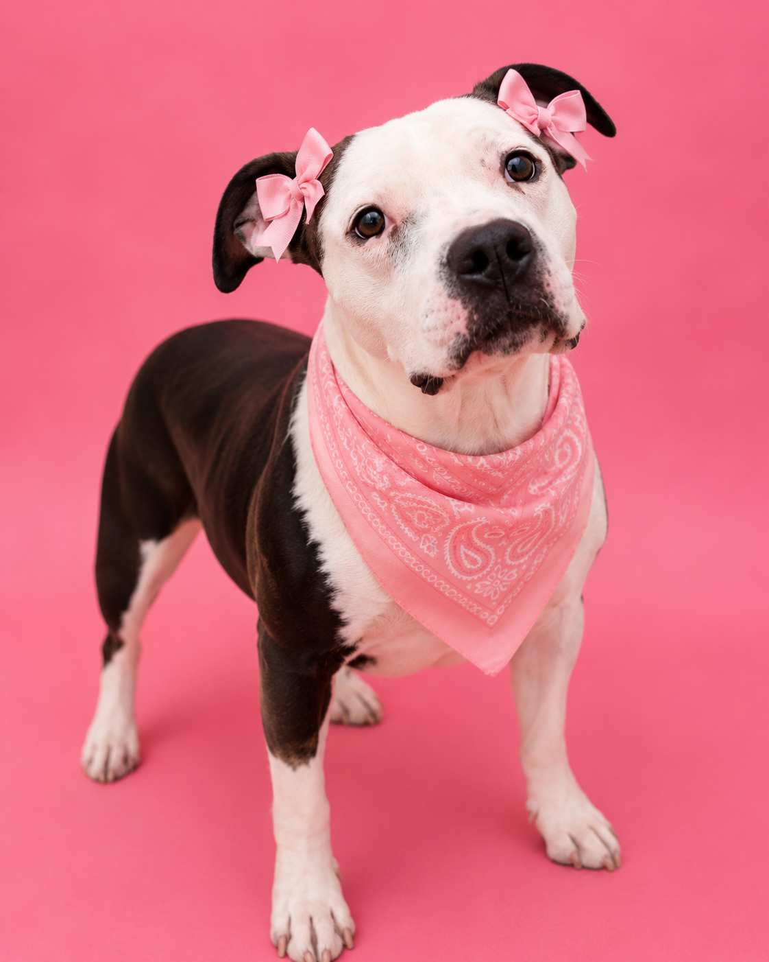 AMERICAN PIT BULL TERRIER
