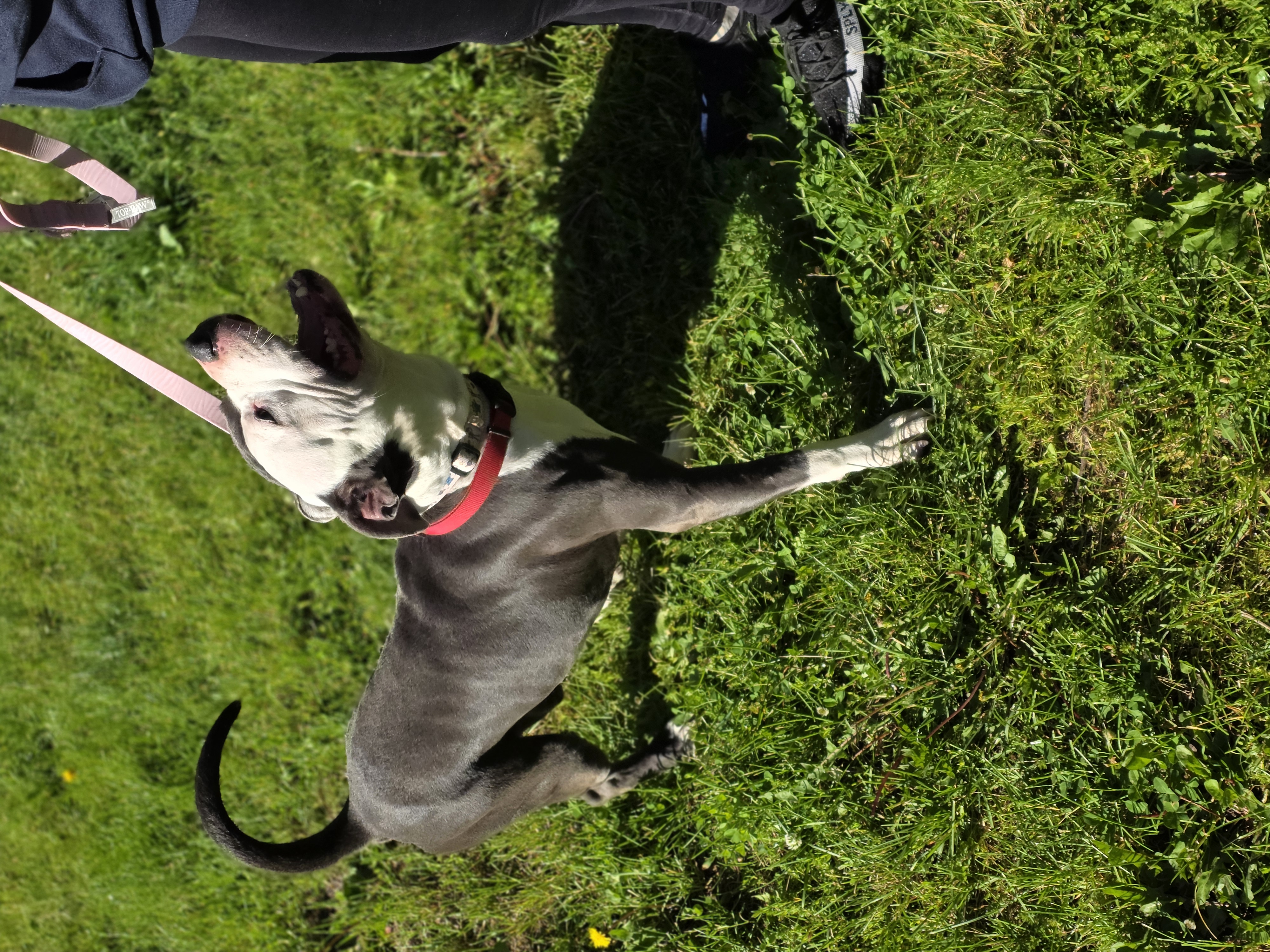 AMERICAN PIT BULL TERRIER