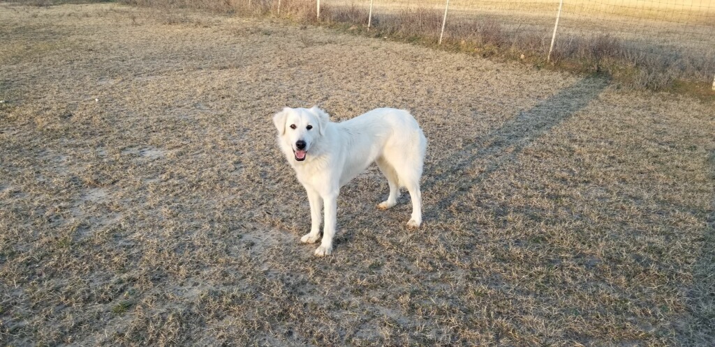 Sadie Sage