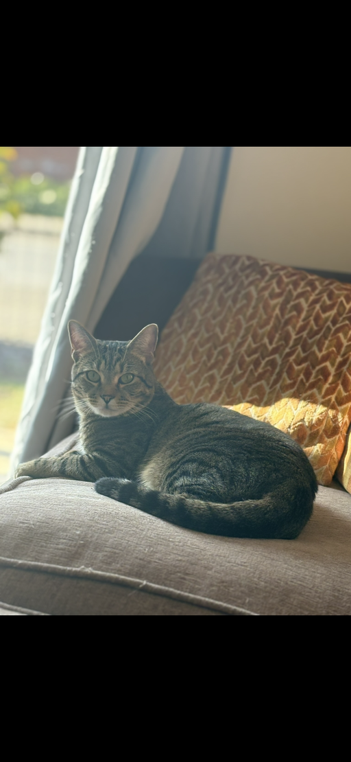 Otis