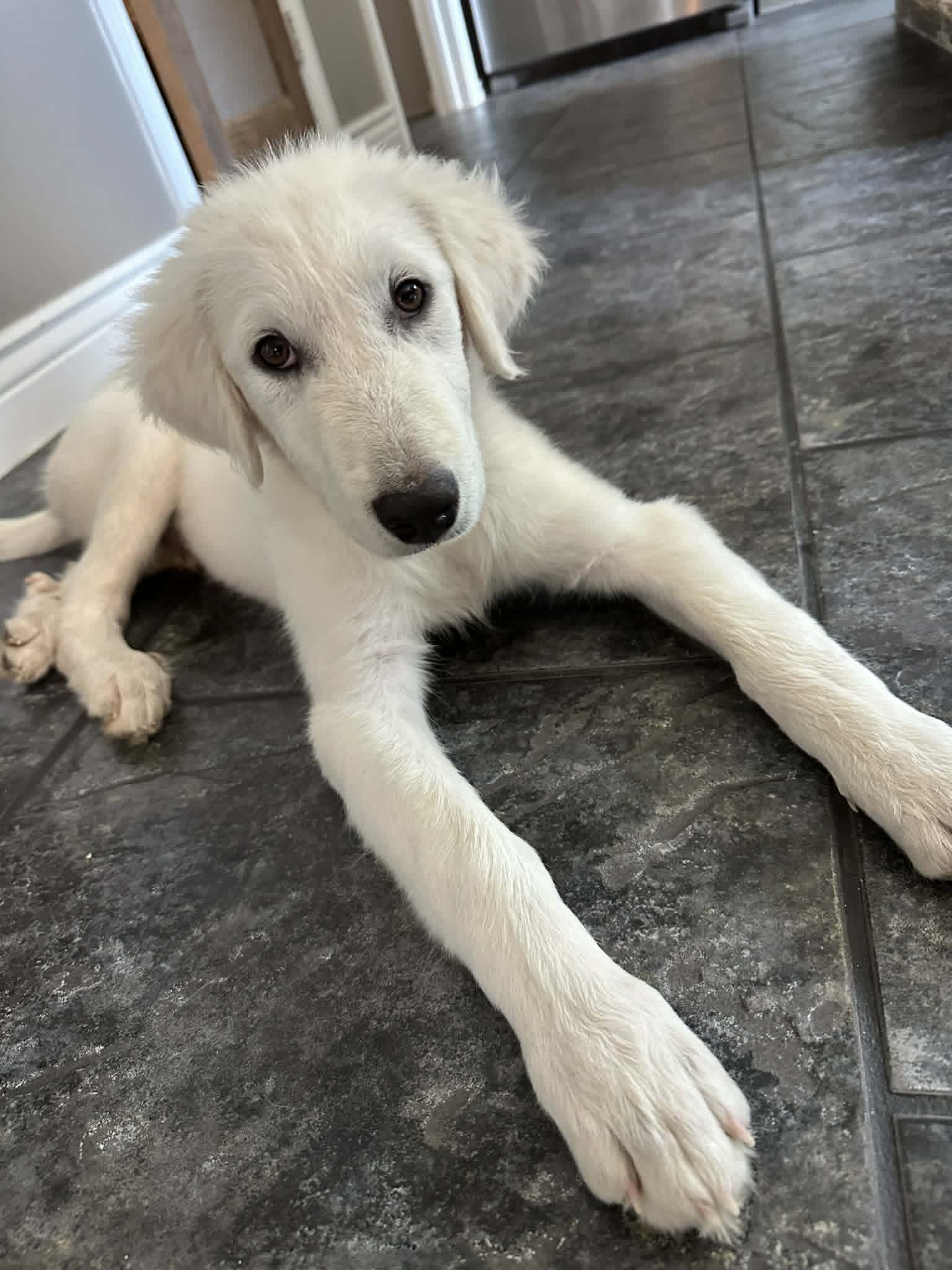 Adopt Baxter AN Chance - Male Great Pyrenees in San Antonio, TX | Texas ...