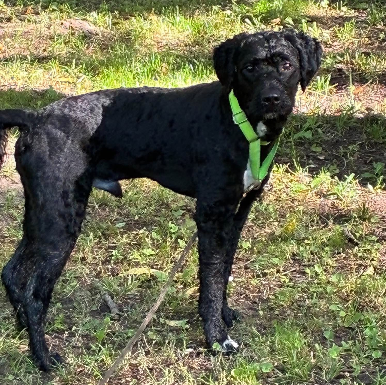 Barkley