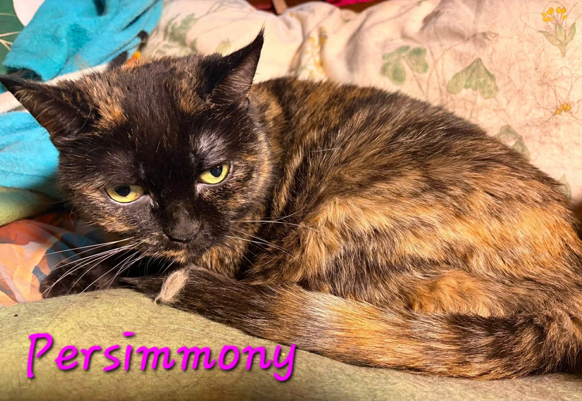 Persimmony