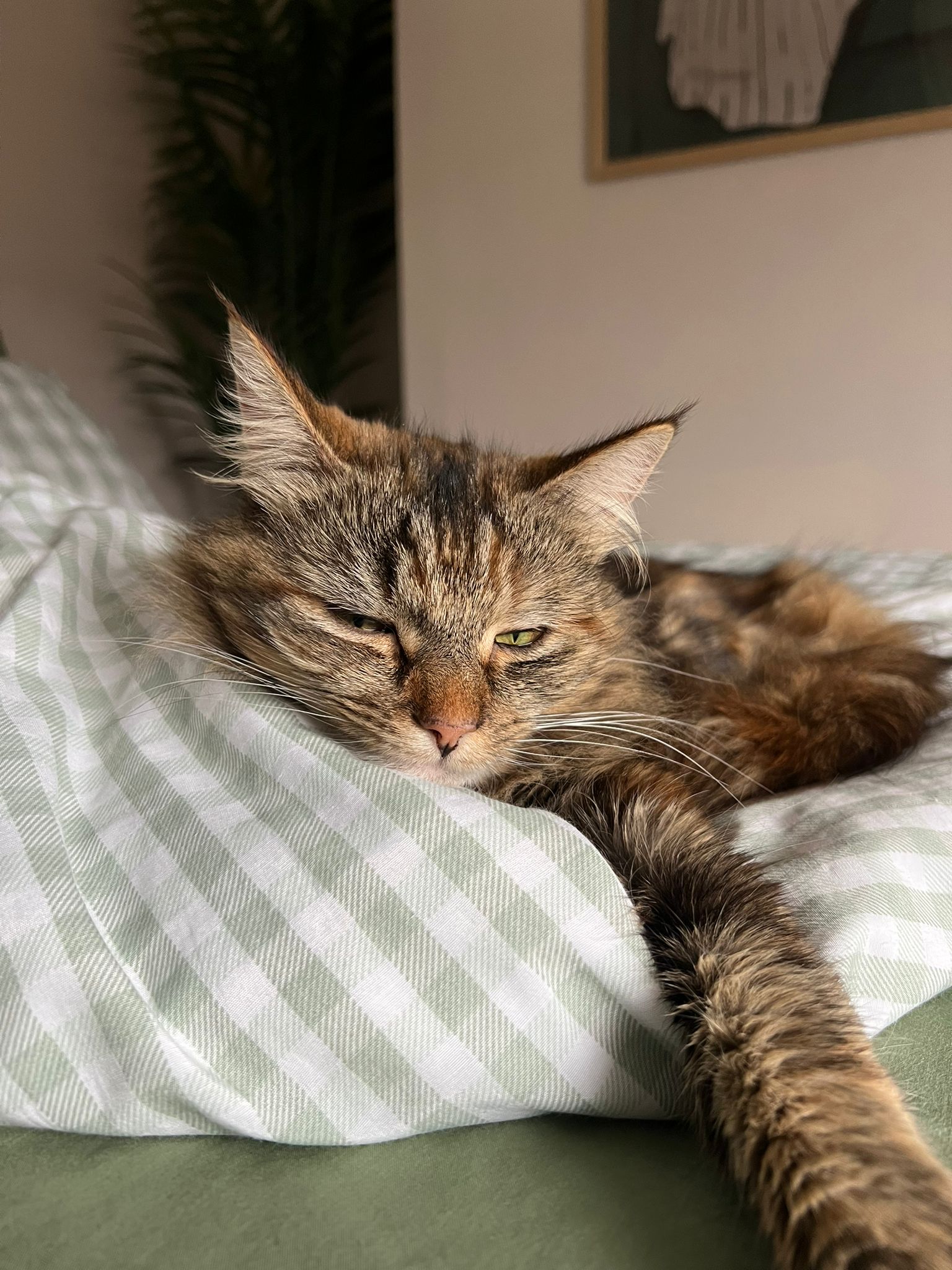 Coco