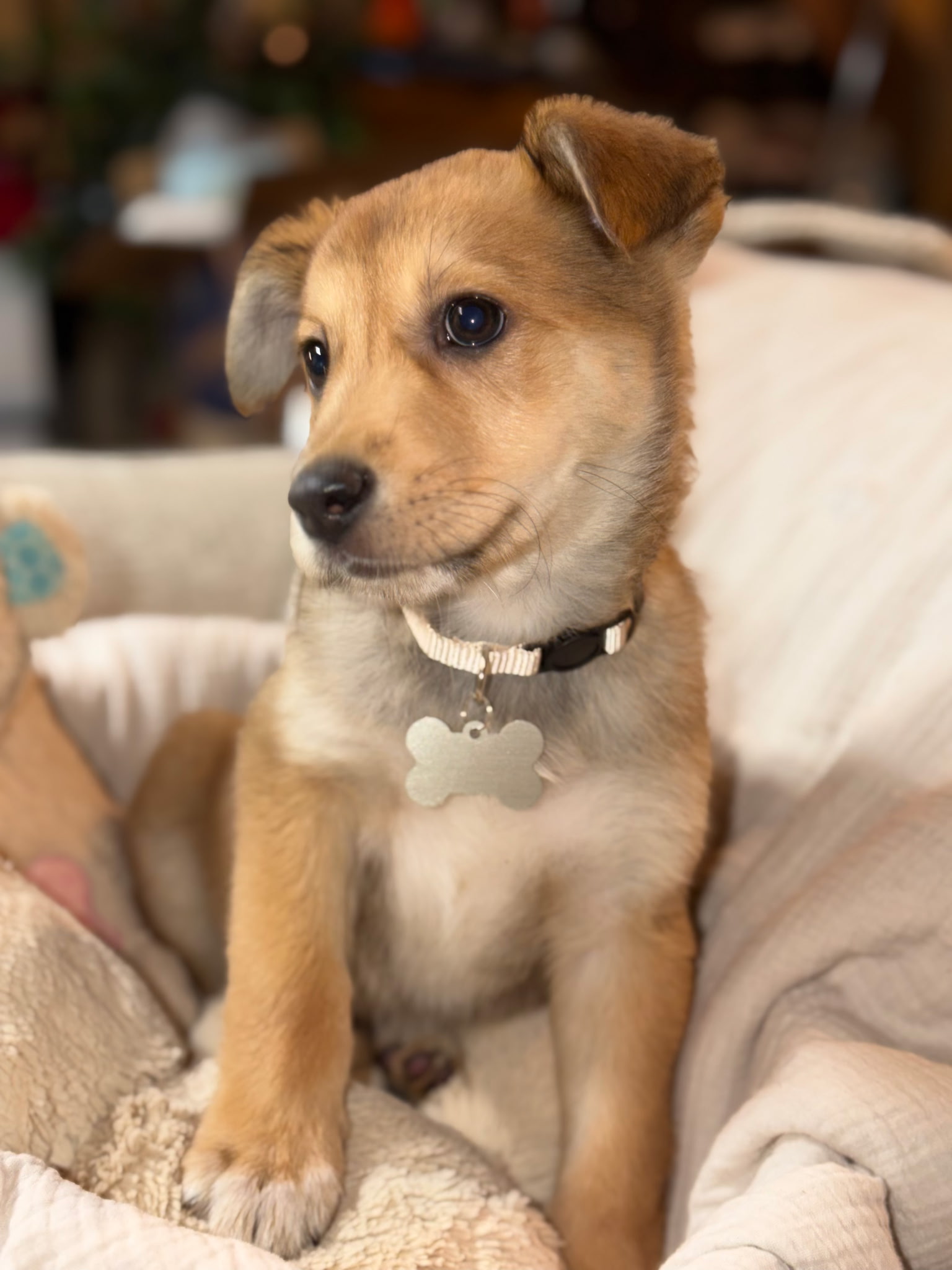 SHETLAND SHEEPDOG, AUSTRALIAN SHEPHERD