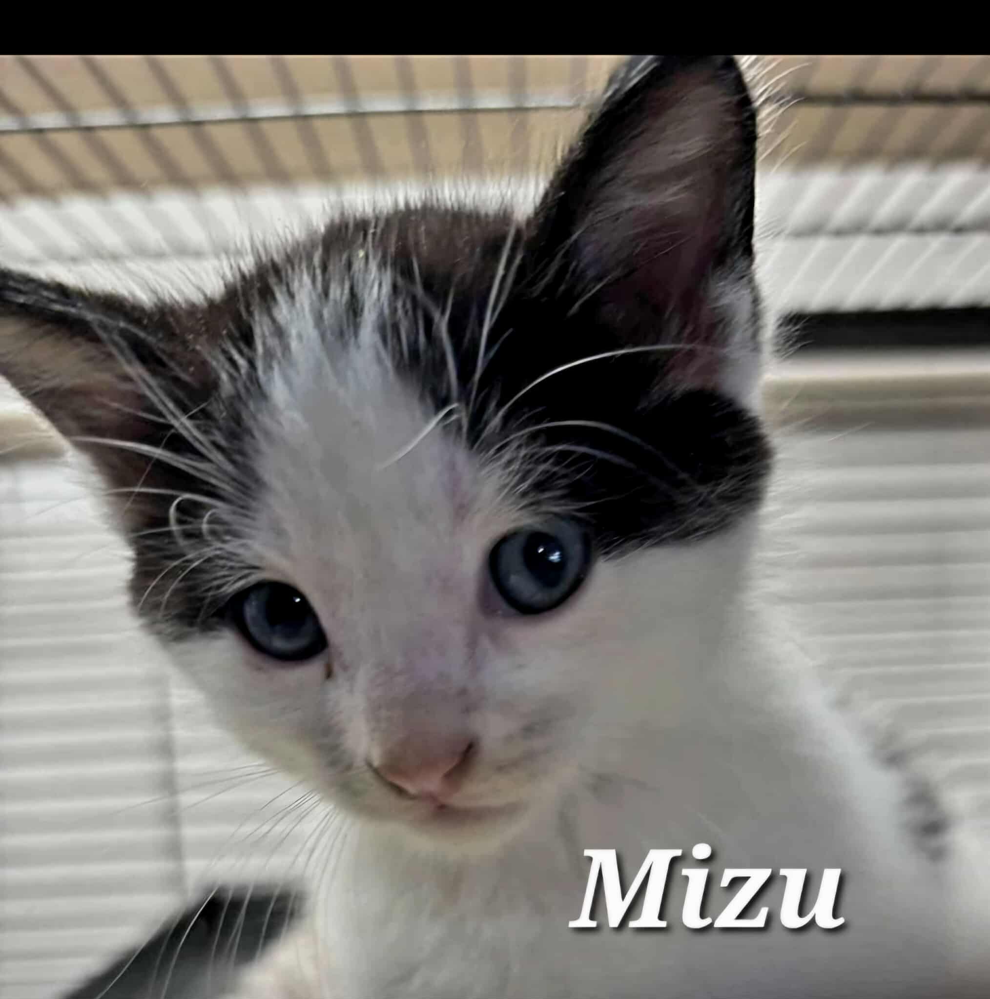Mizu
