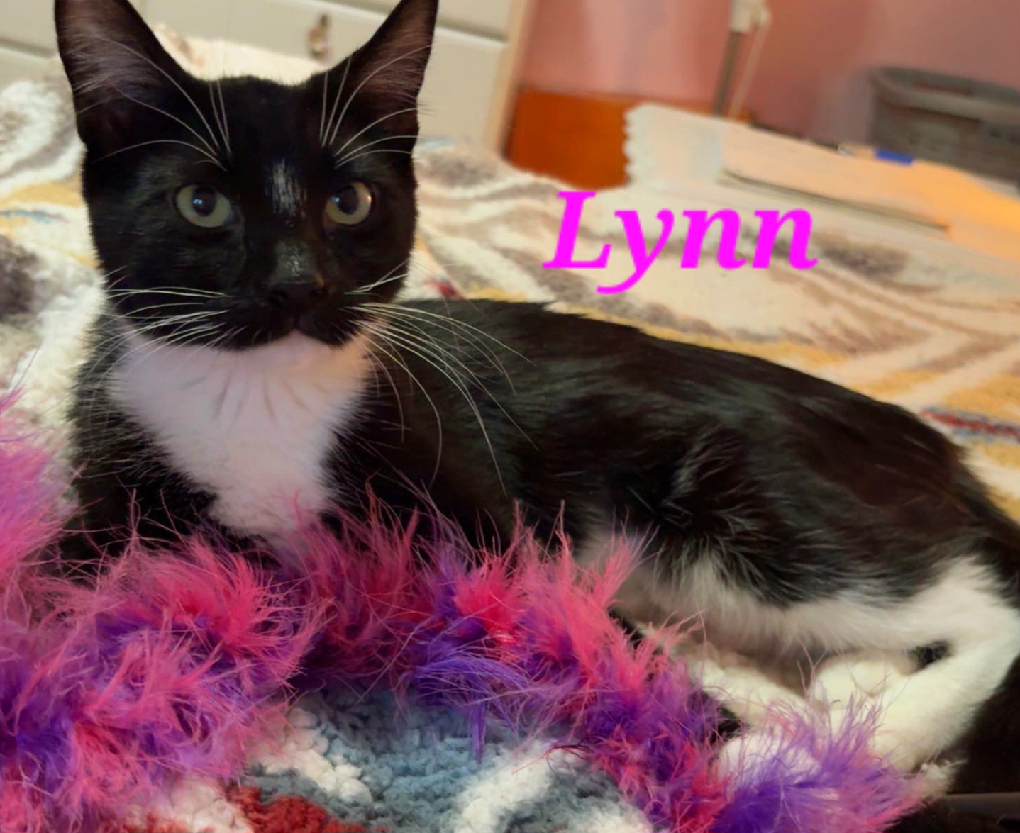 Lynn