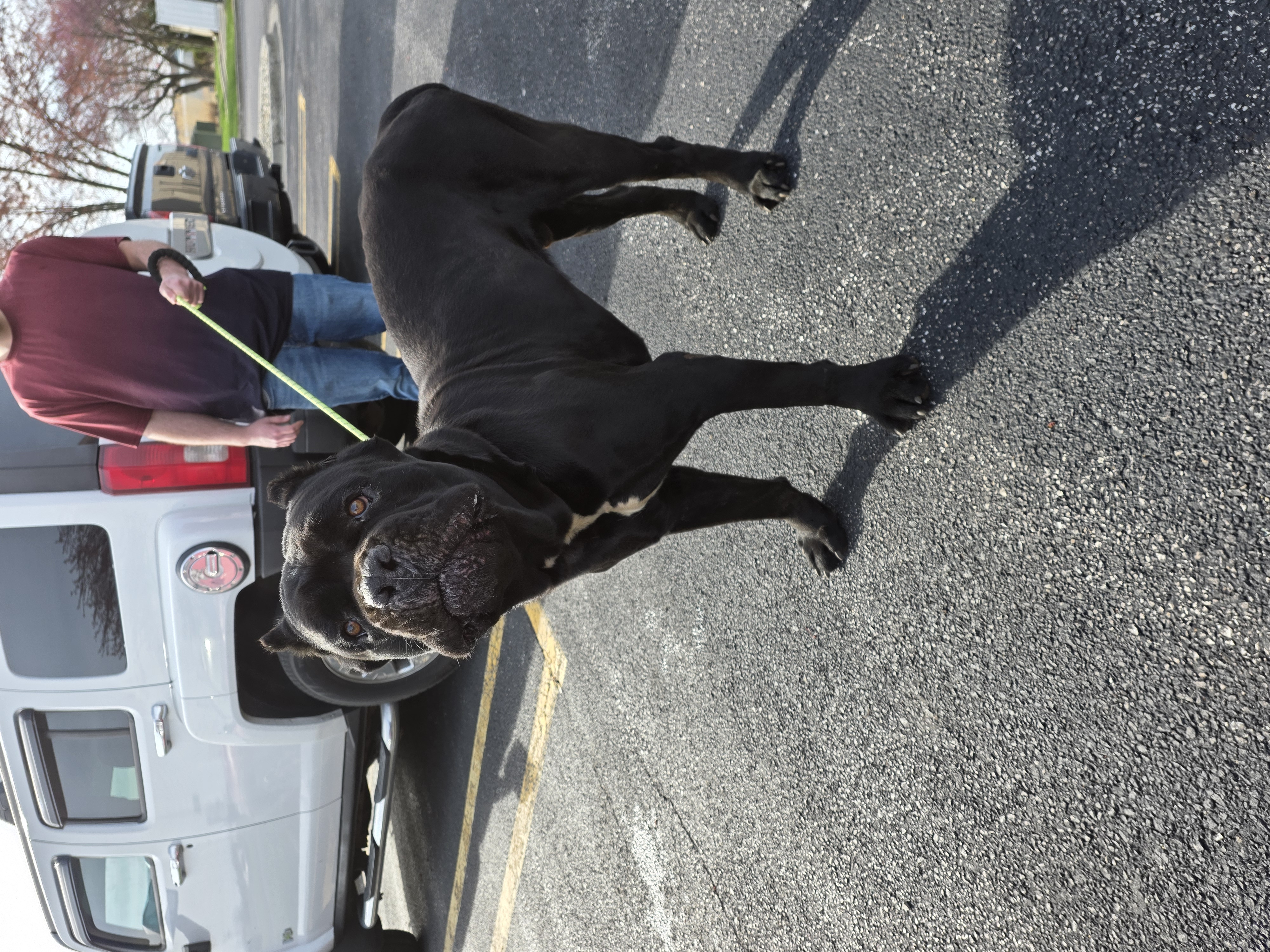 CANE CORSO