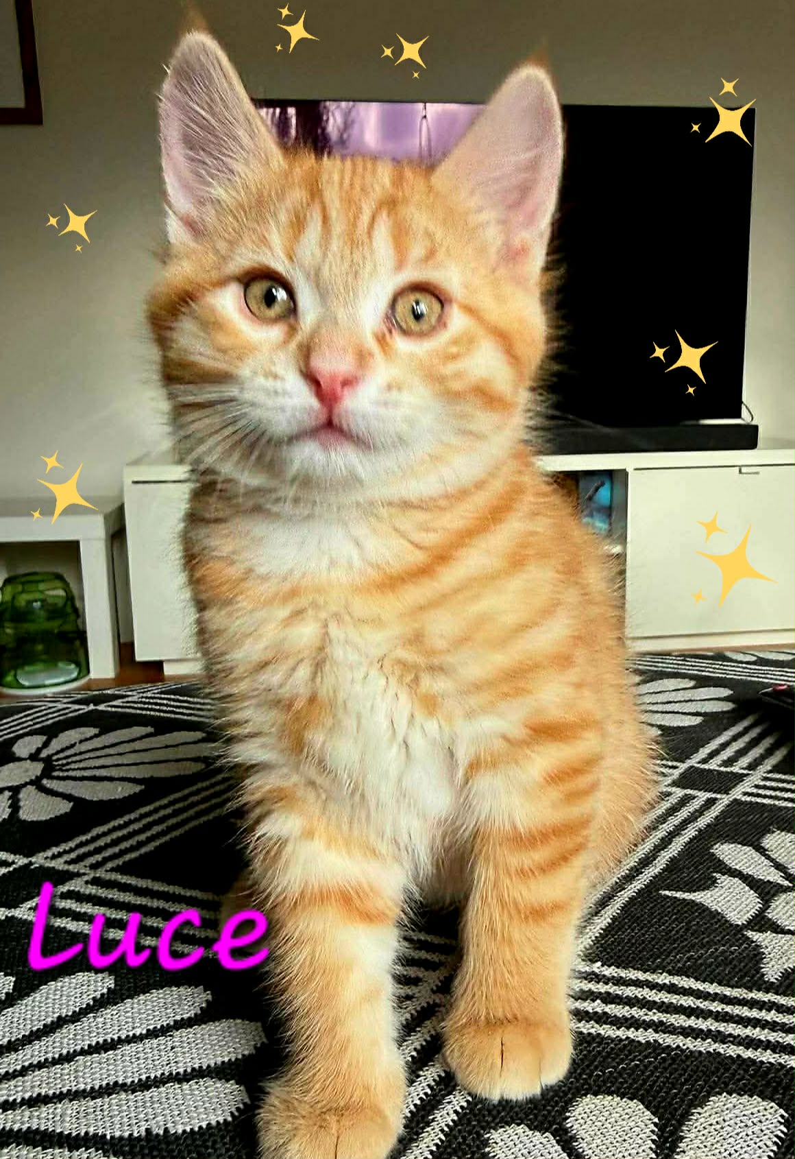 Luce